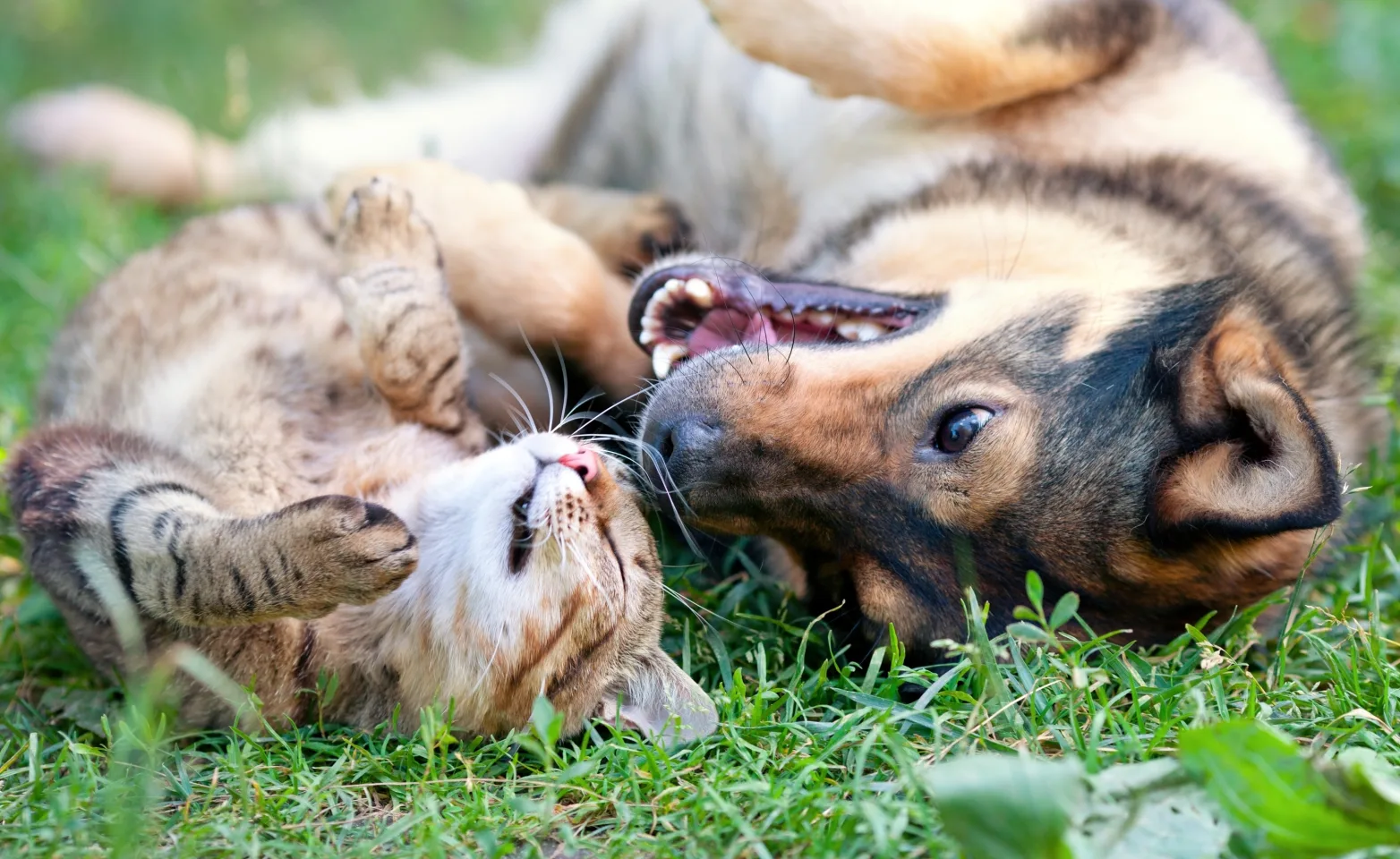 A dog and cat laying on their backs in grass next to each other